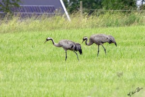 Kraanvogel, Zweden.