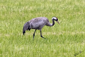 Kraanvogel, Zweden.