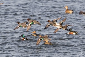 Biesbosch, Wintertaling.