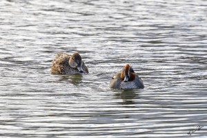 Biesbosch, Wintertaling.