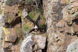 Spanje, Nationaal Park Monfragüe in Extremadura, Zwarte ooievaars.