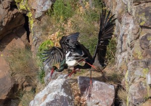 Spanje, Nationaal Park Monfragüe in Extremadura, Zwarte ooievaars. 
