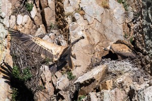 Spanje, Nationaal Park Monfragüe.